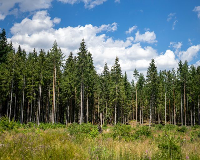 Reflecting on our Past